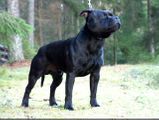 Sire : GB CH Proudstaff`s Chinese Democrazy